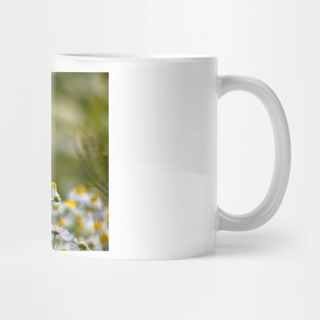 Wild Chamomile by Violaman